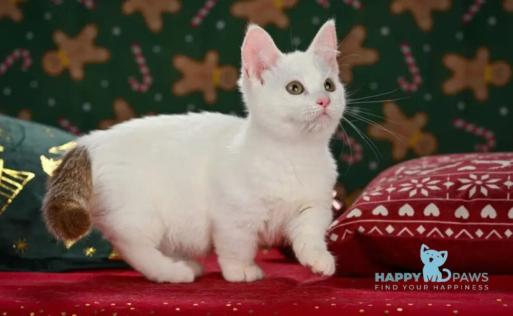 Coffe Munchkin male chocolate van live animals