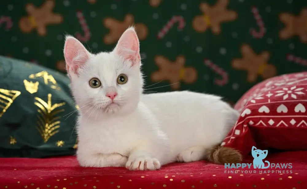 Coffe Munchkin male chocolate van live animals