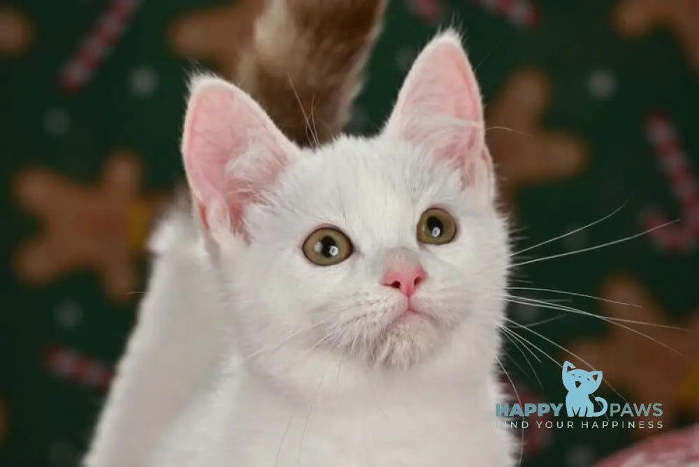 Coffe Munchkin male chocolate van live animals