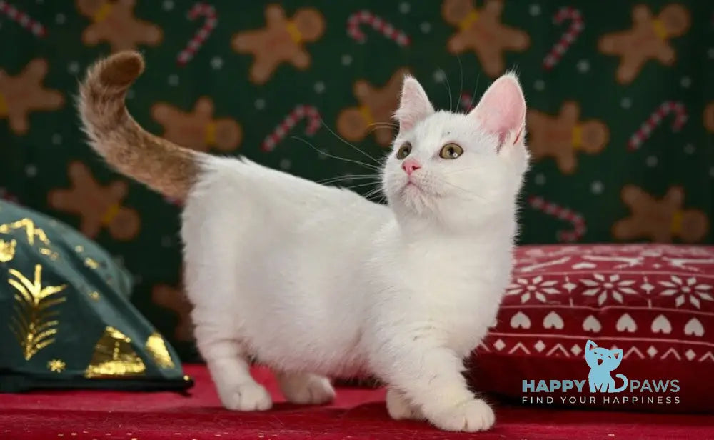 Coffe Munchkin male chocolate van live animals