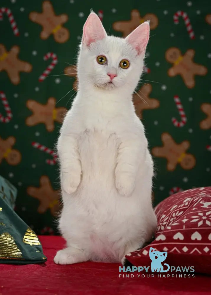 Coffe Munchkin male chocolate van live animals