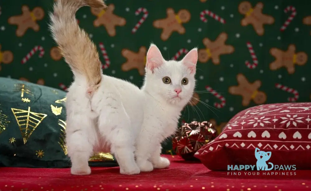 Coffe Munchkin male chocolate van live animals