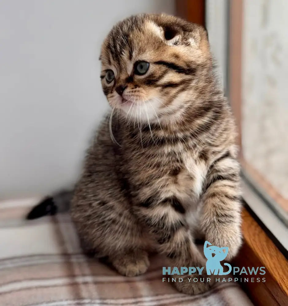 Coffee Scottish Fold male black spotted tabby live animals