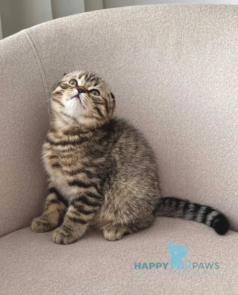 Coffee Scottish Fold male black spotted tabby live animals