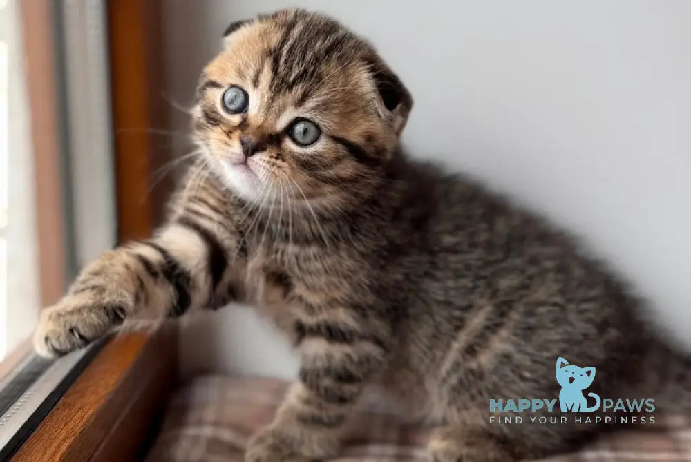 Coffee Scottish Fold male black spotted tabby live animals