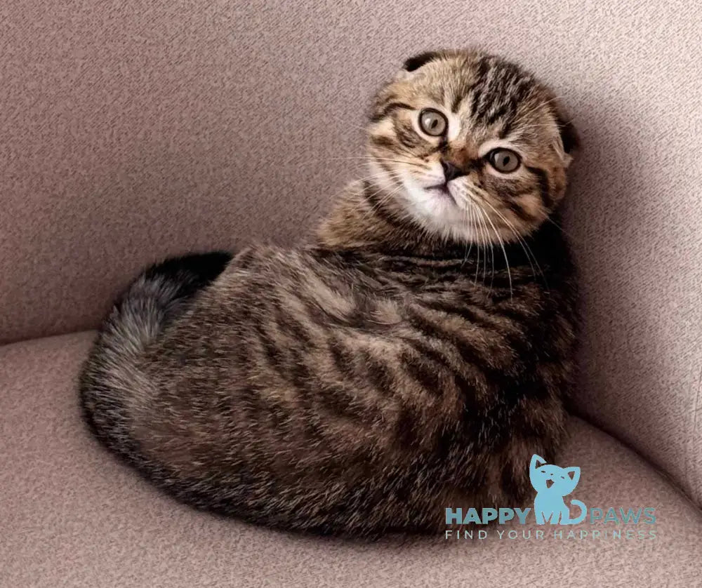 Coffee Scottish Fold male black spotted tabby live animals