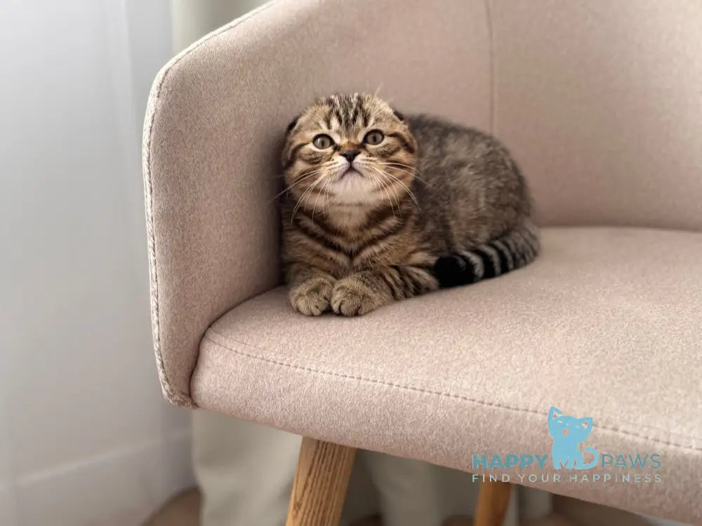 Coffee Scottish Fold male black spotted tabby live animals