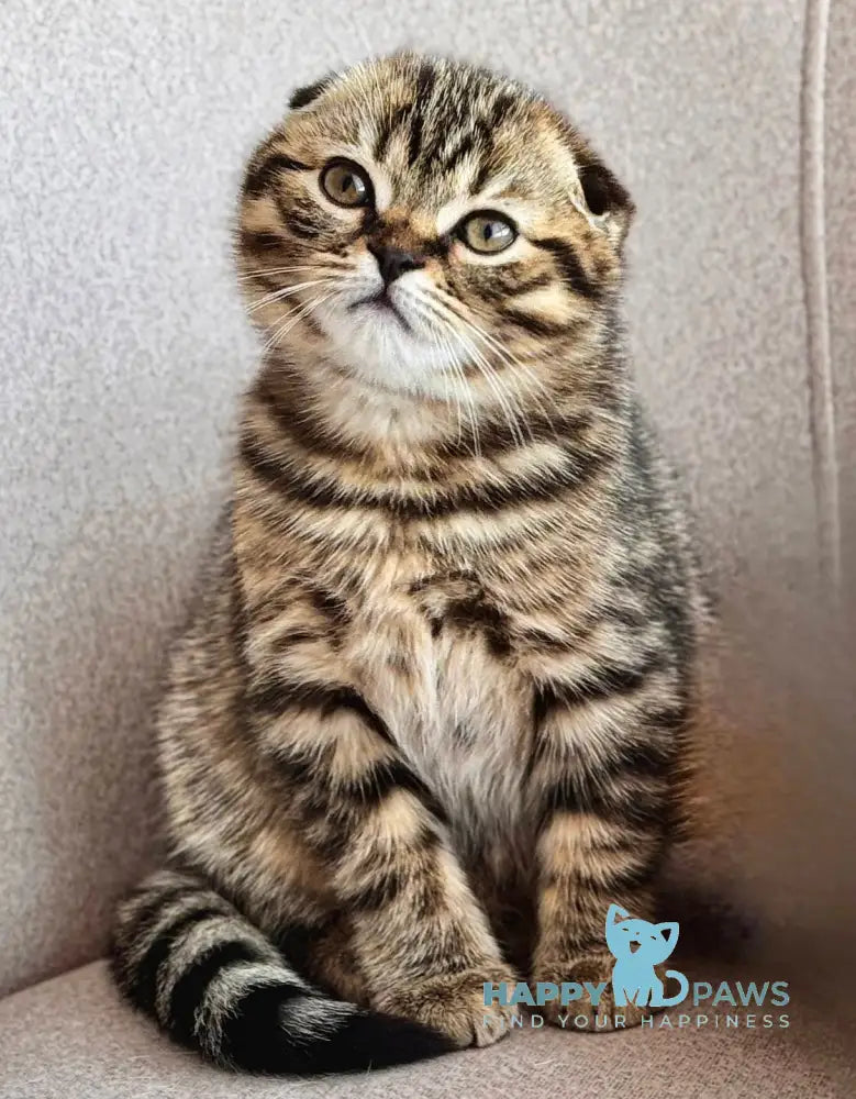 Coffee Scottish Fold male black spotted tabby live animals