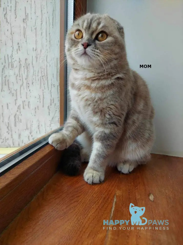 Coffee Scottish Fold male black spotted tabby live animals