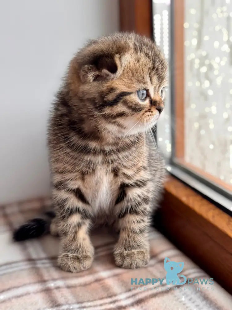Coffee Scottish Fold male black spotted tabby live animals