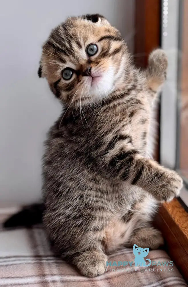 Coffee Scottish Fold male black spotted tabby live animals