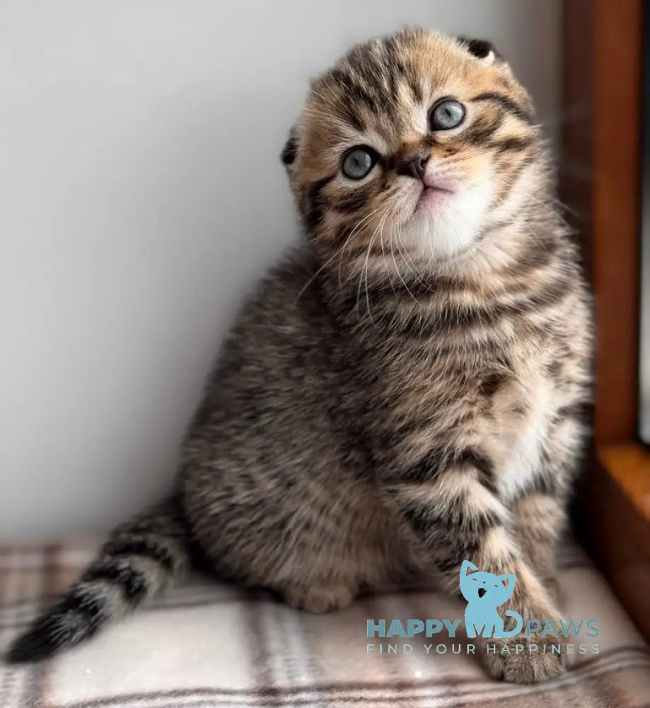 Coffee Scottish Fold male black spotted tabby live animals