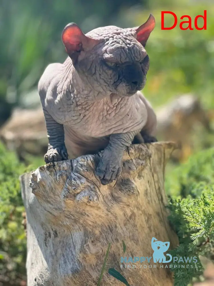 Cole Dwelf male blue with white live animals