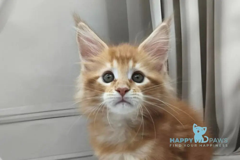 Cole Maine Coon male red tabby live animals