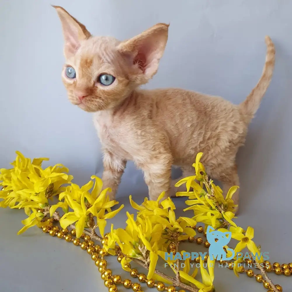 Colin Devon Rex male red live animals