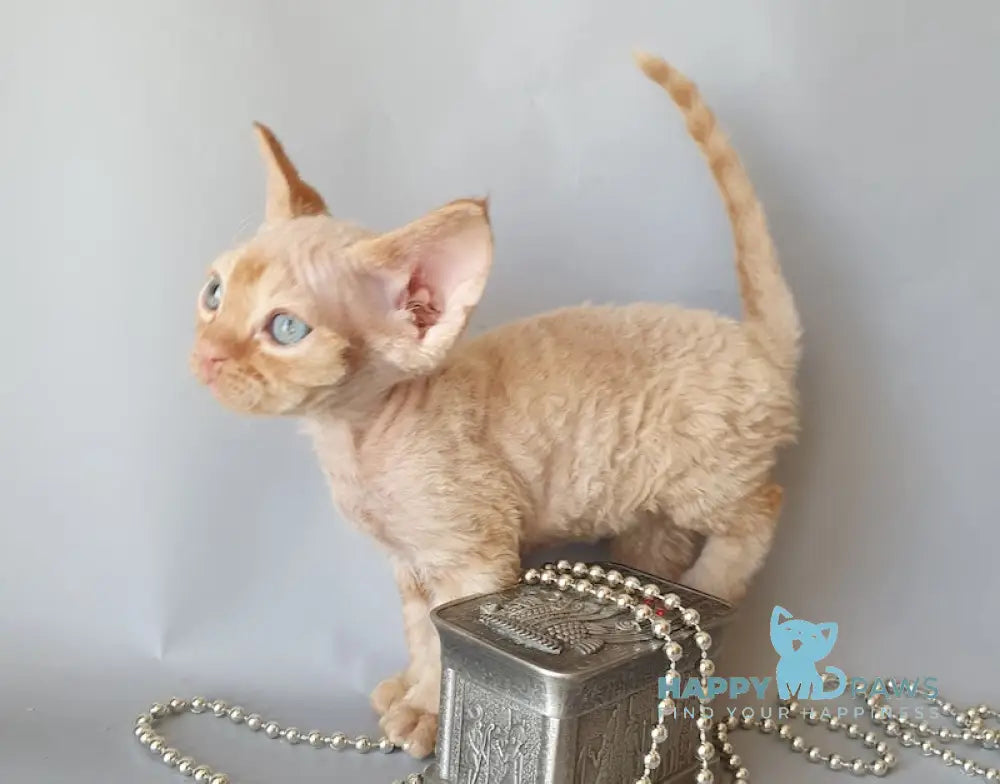 Colin Devon Rex male red live animals