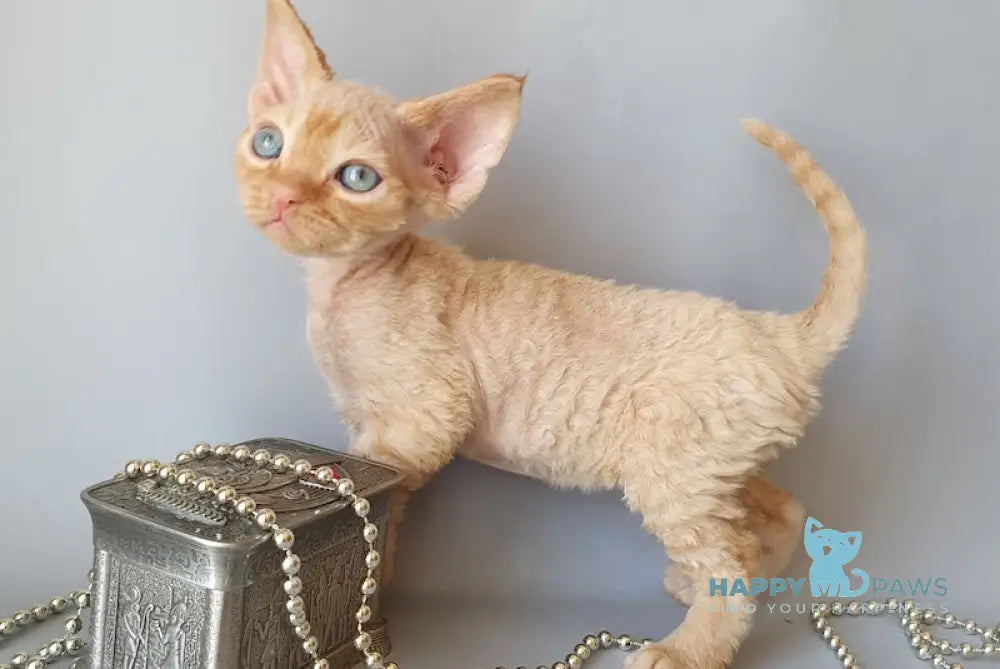 Colin Devon Rex male red live animals