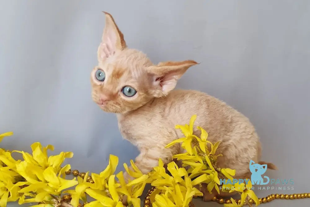 Colin Devon Rex male red live animals