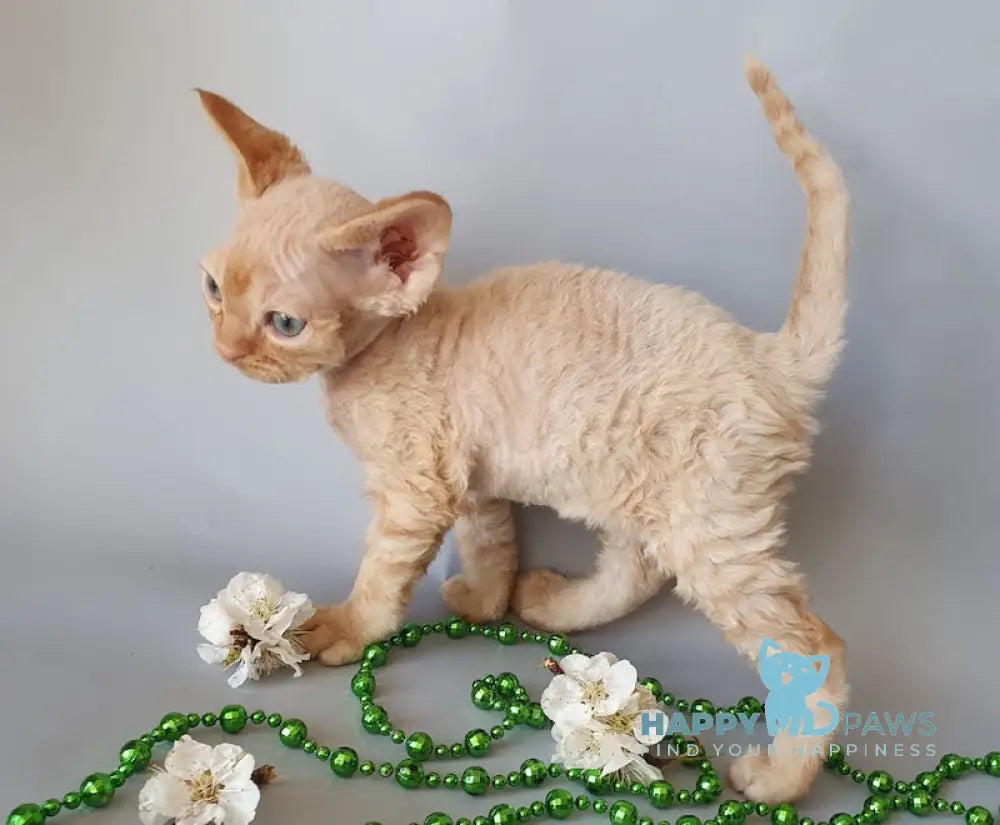 Colin Devon Rex male red live animals