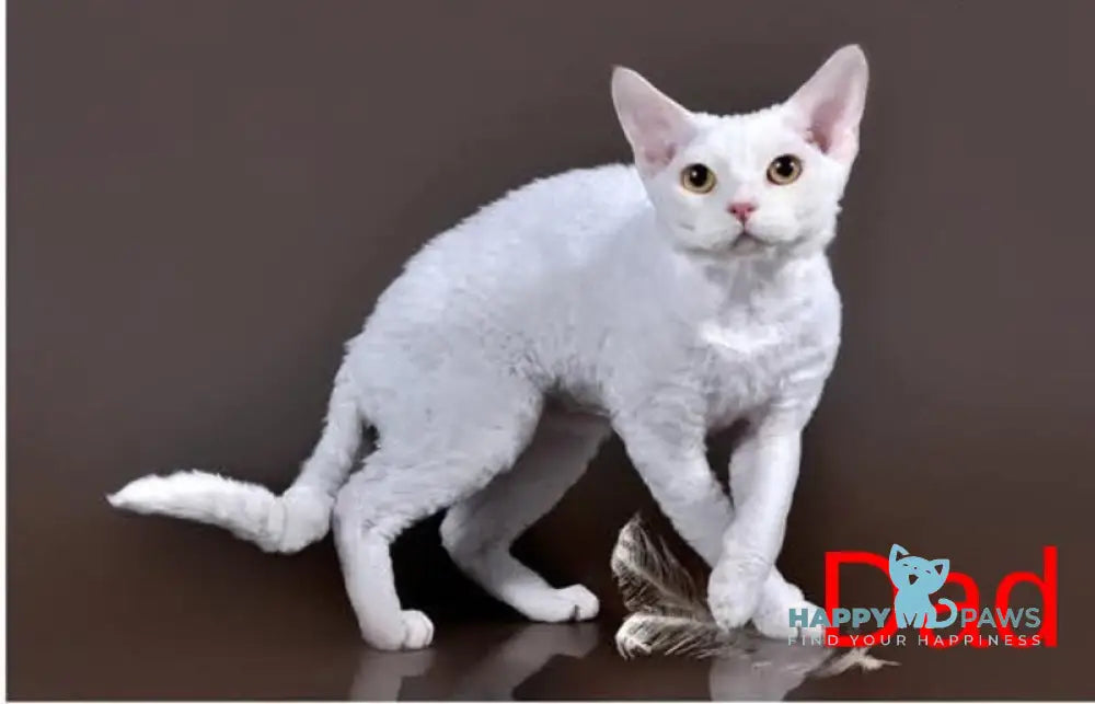 Colin Devon Rex male white live animals