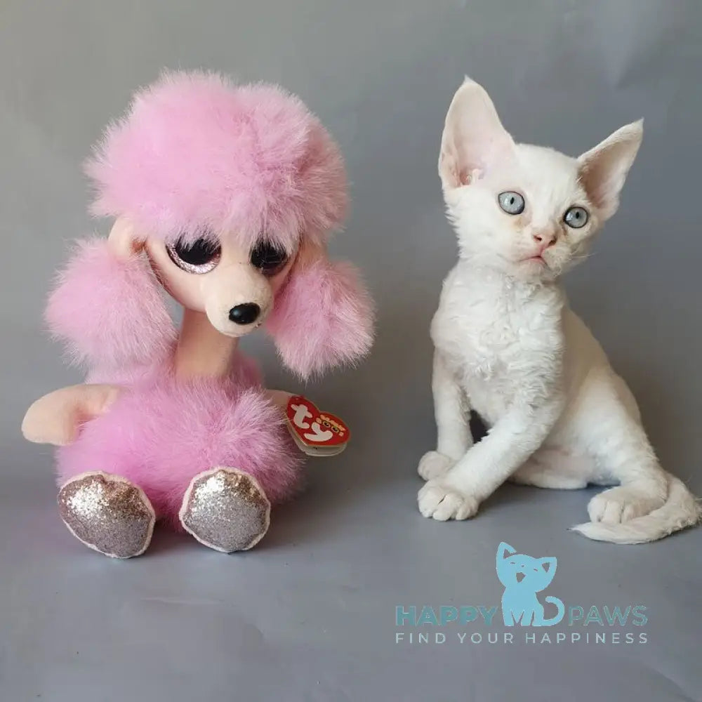 Colin Devon Rex male white live animals