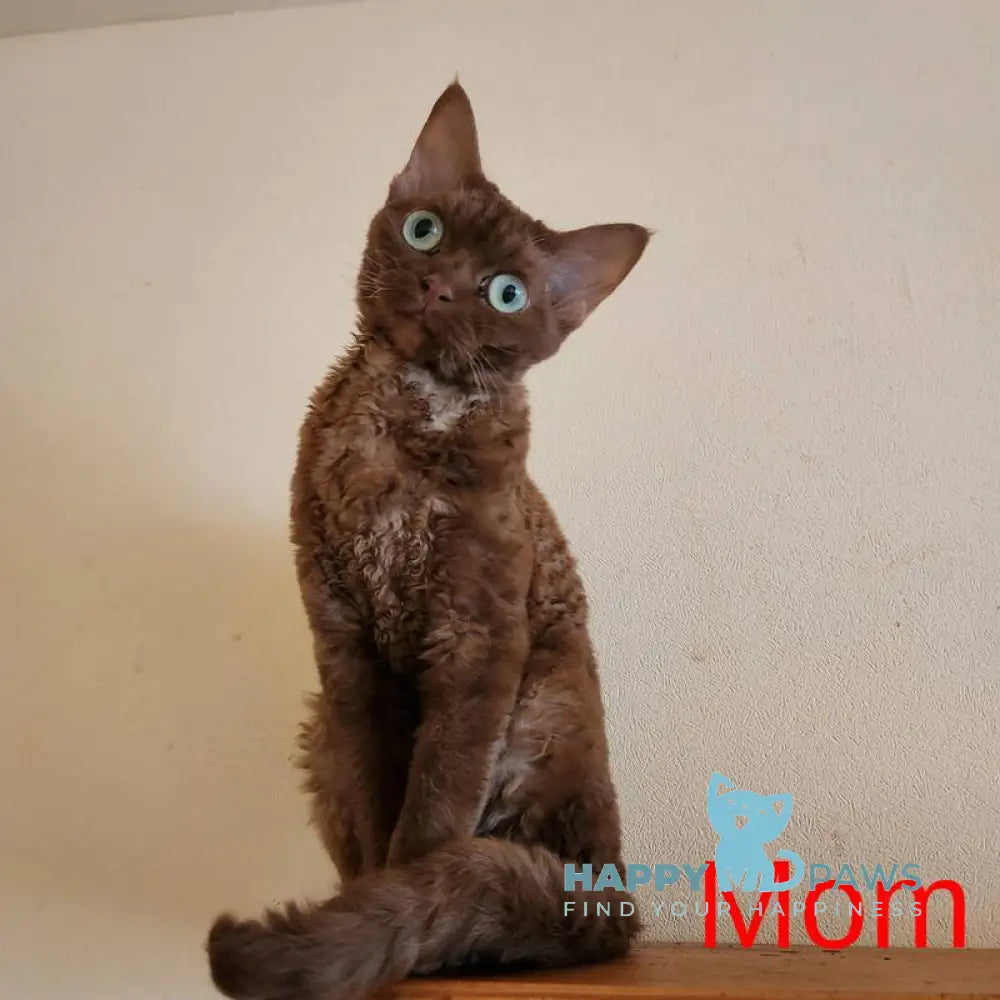 Colin Devon Rex male white live animals