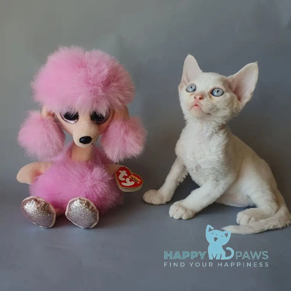 Colin Devon Rex male white live animals