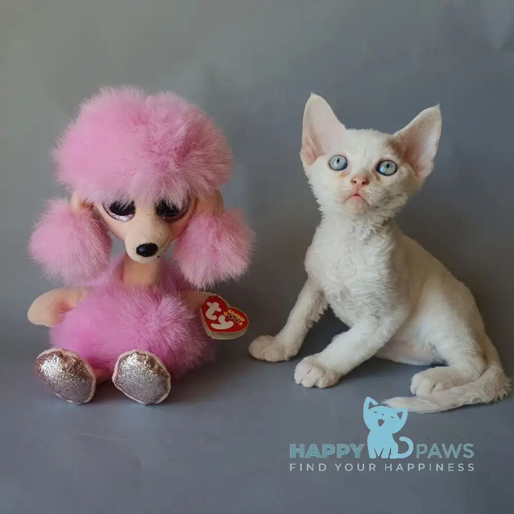 Colin Devon Rex male white live animals