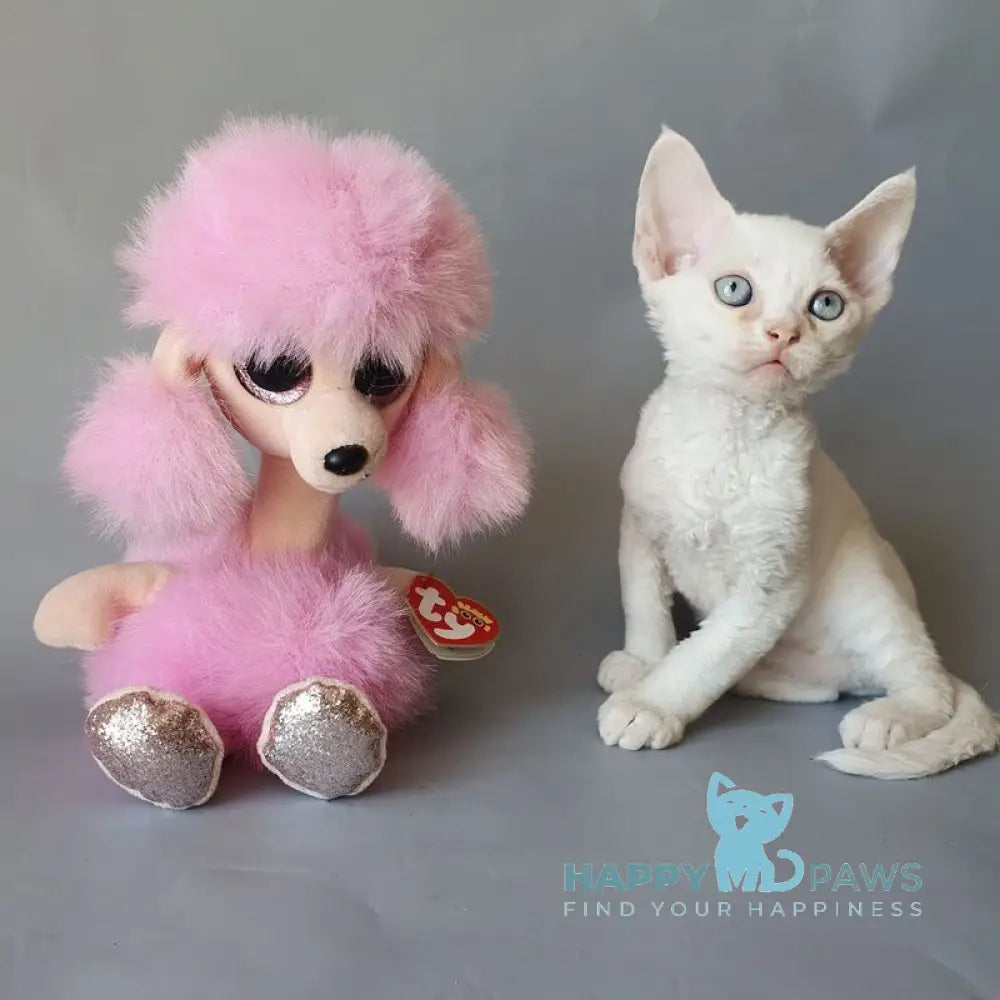 Colin Devon Rex male white live animals