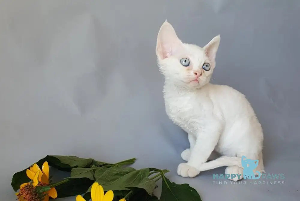 Colin Devon Rex male white live animals