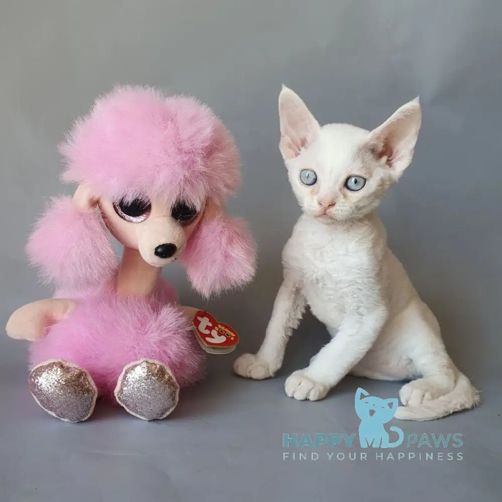 Colin Devon Rex male white live animals