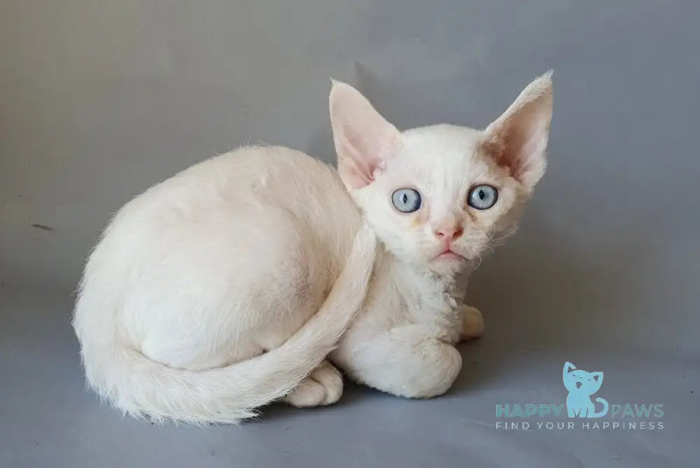 Colin Devon Rex male white live animals