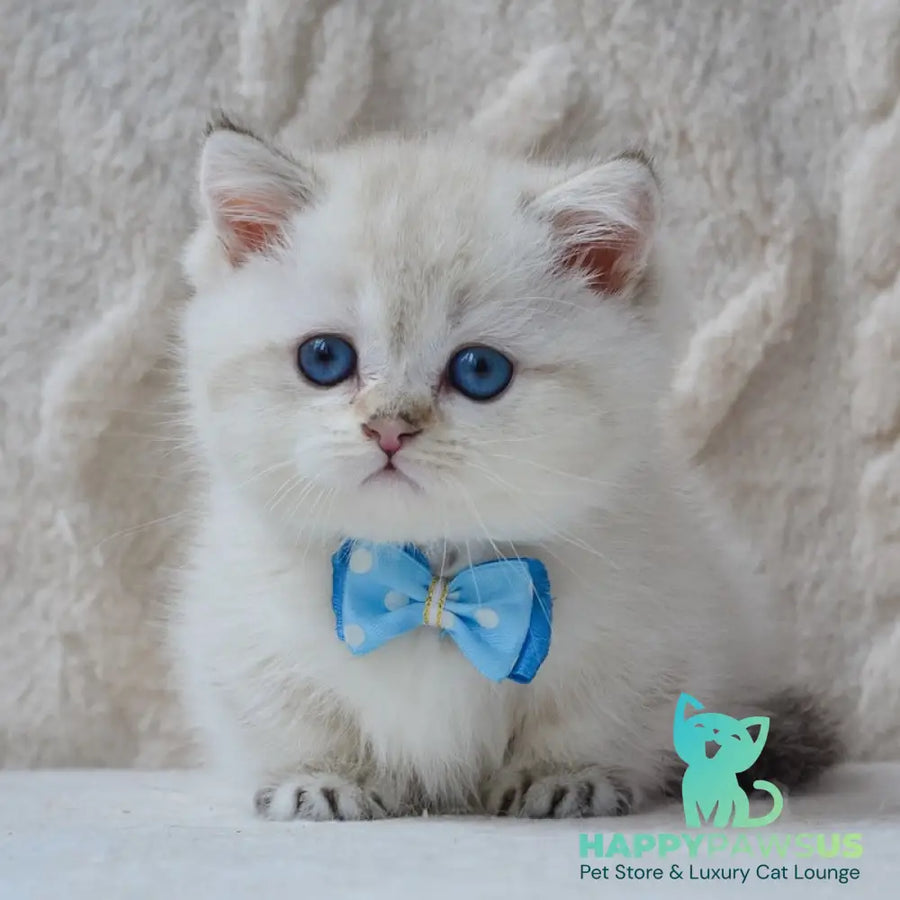 Colin Munchkin male black golden ticked tabby pointed - live animals