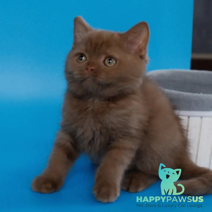 Colin Scottish Straight male cinnamon - live animals
