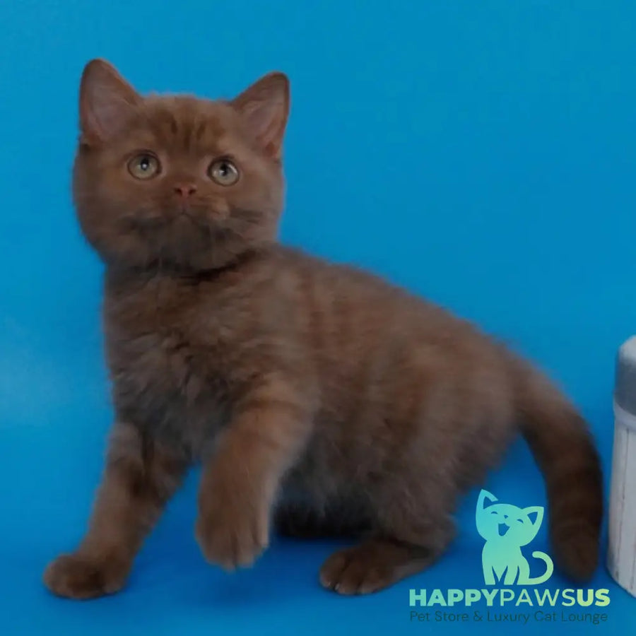 Colin Scottish Straight male cinnamon - live animals