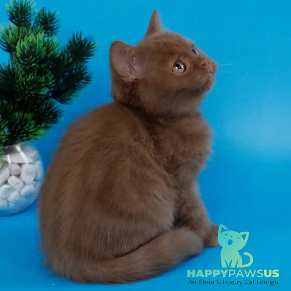 Colin Scottish Straight male cinnamon - live animals