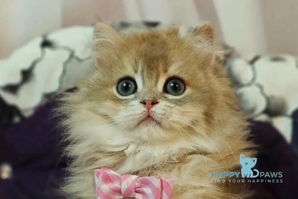 Comet British Longhair male blue golden shaded live animals