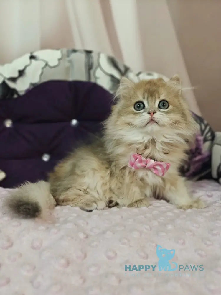 Comet British Longhair male blue golden shaded live animals