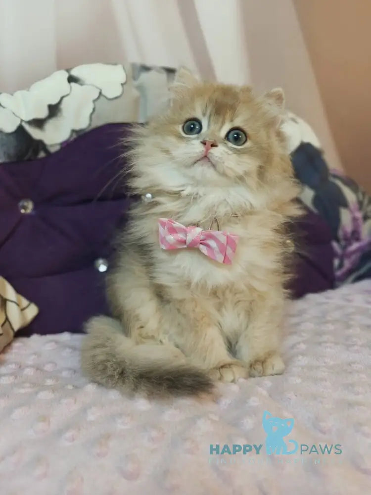 Comet British Longhair male blue golden shaded live animals