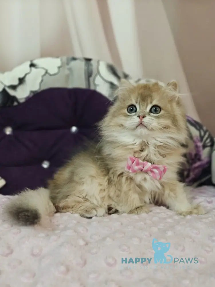 Comet British Longhair male blue golden shaded live animals