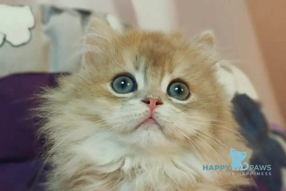 Comet British Longhair male blue golden shaded live animals