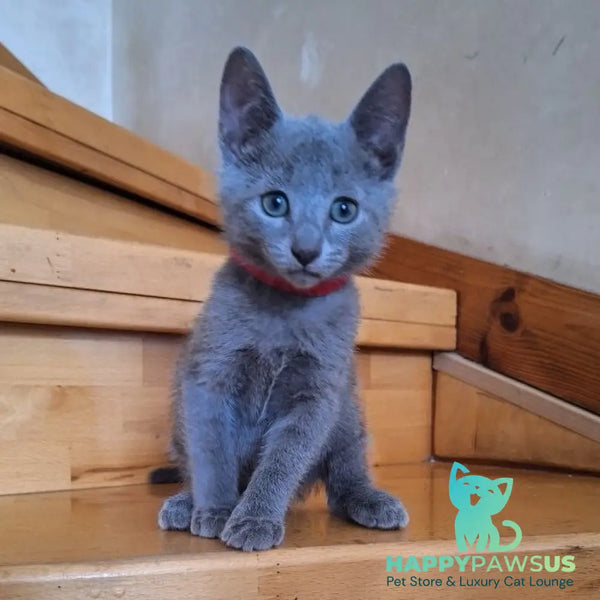 Como Russian Blue male blue - live animals