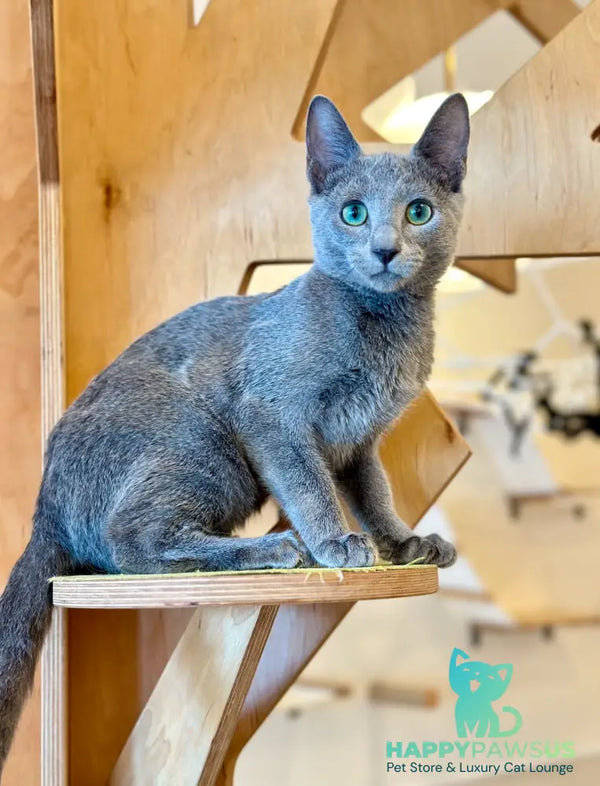 Como Russian Blue male blue - live animals