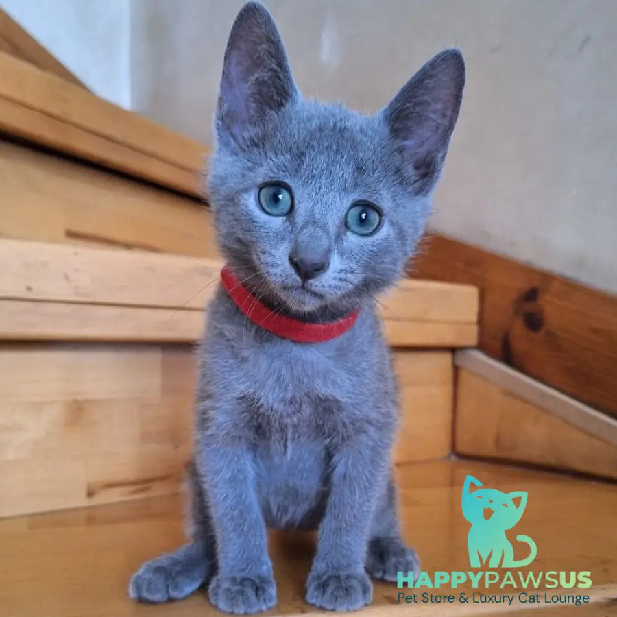 Como Russian Blue male blue - live animals