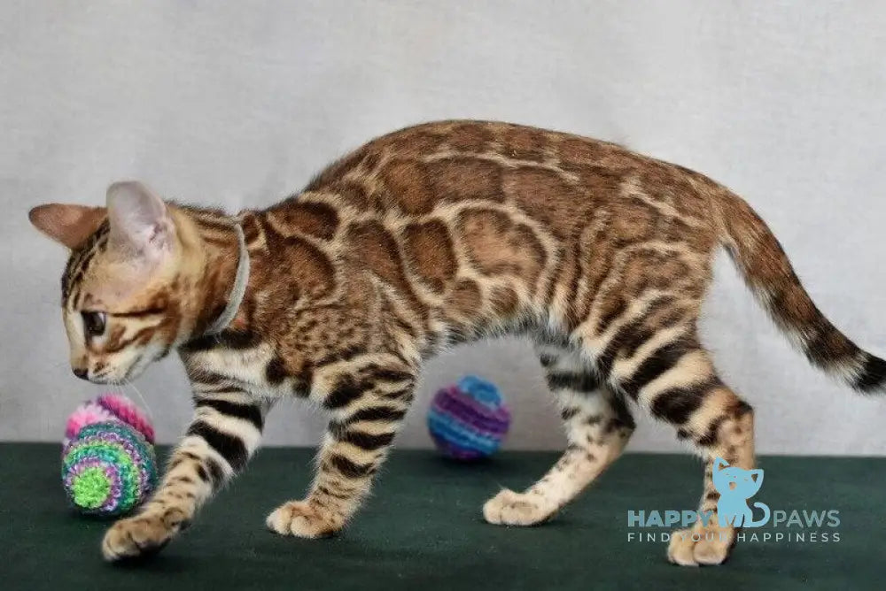 Conan Bengal male black spotted tabby - live animals