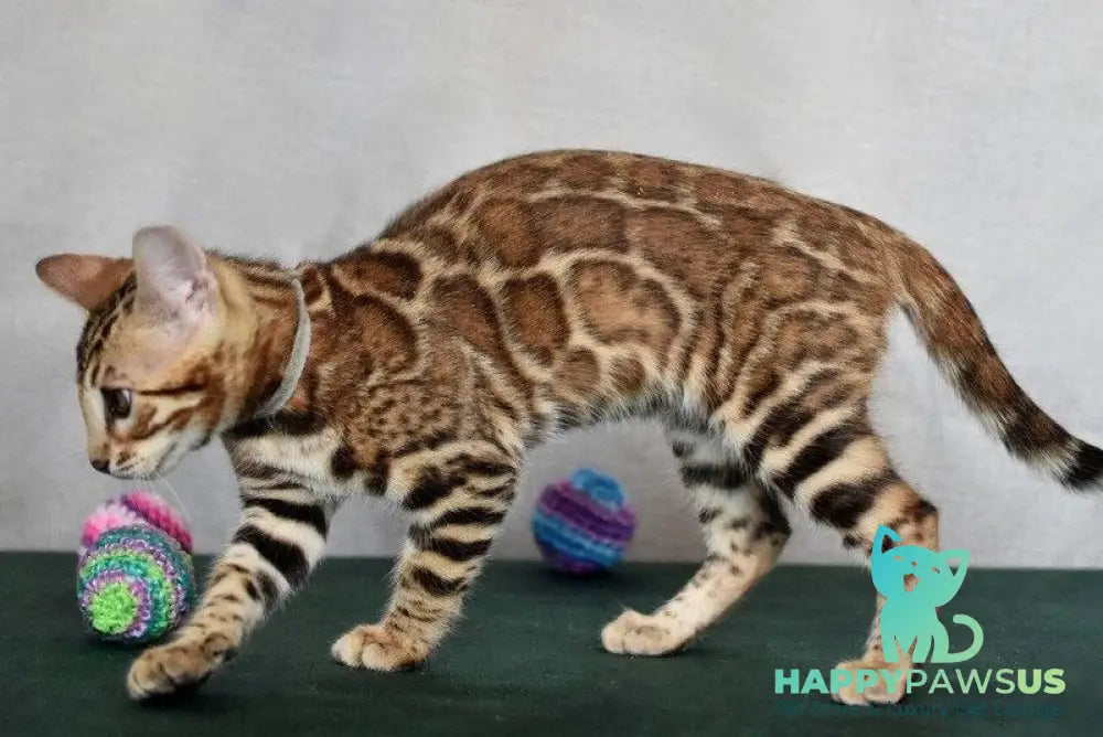 Conan Bengal male black spotted tabby - live animals