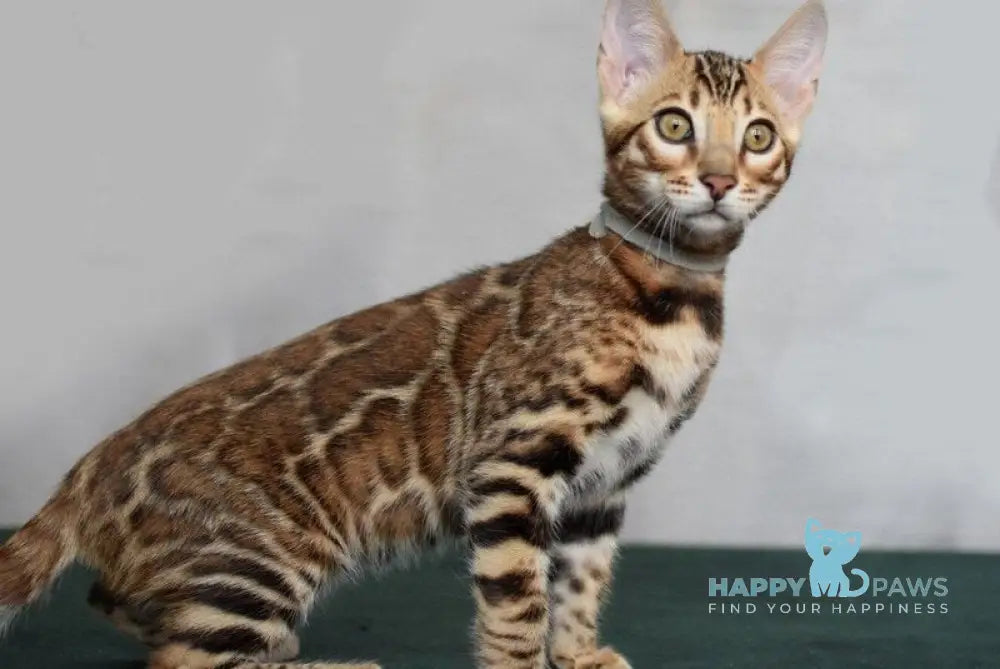 Conan Bengal male black spotted tabby - live animals