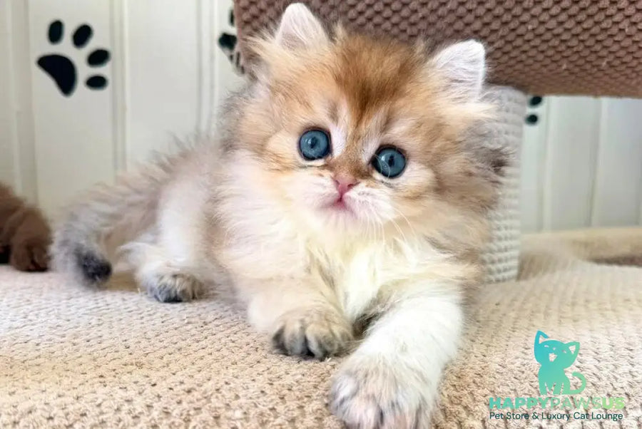 Conor British Longhair male black golden shaded - live animals