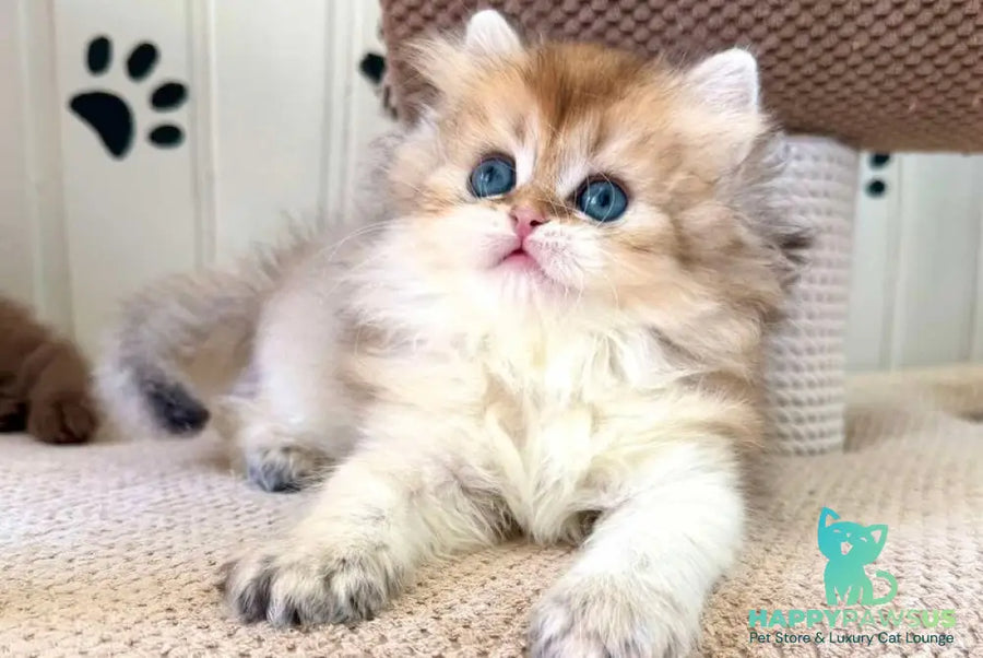 Conor British Longhair male black golden shaded - live animals
