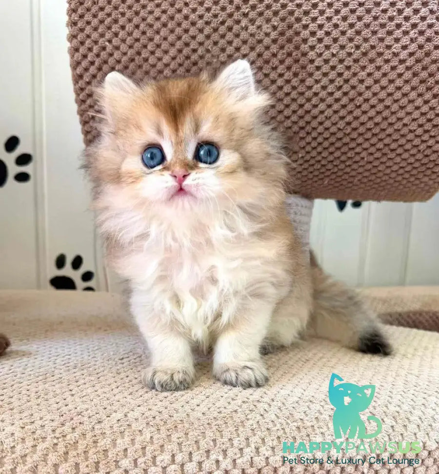 Conor British Longhair male black golden shaded - live animals